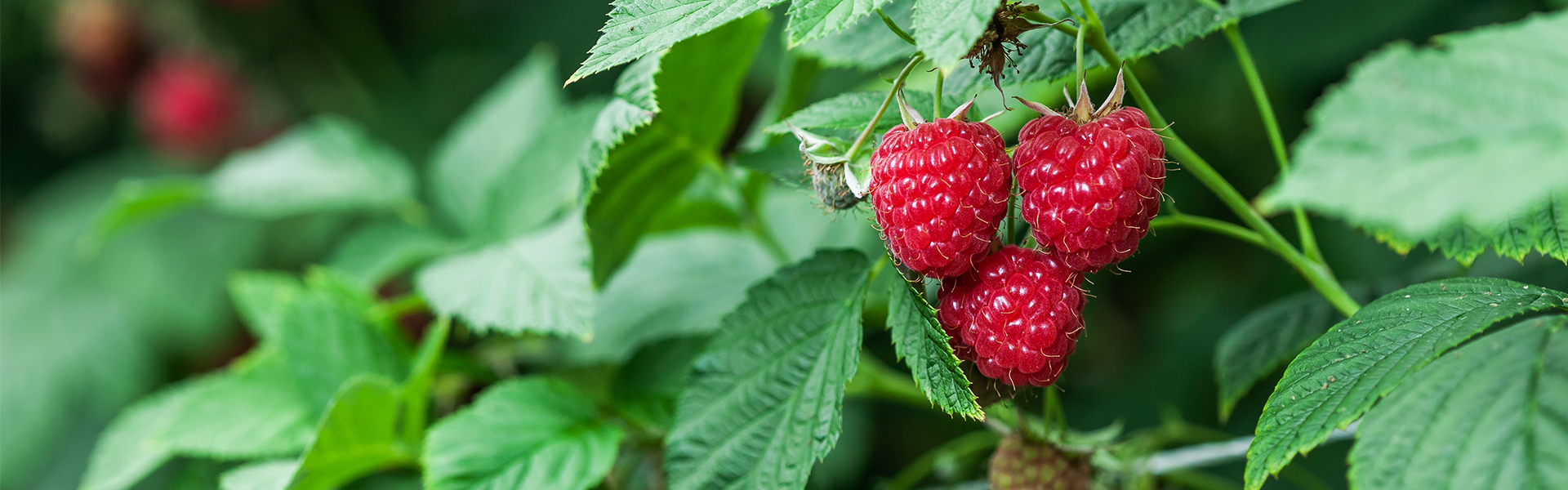 Moodbild Himbeeren