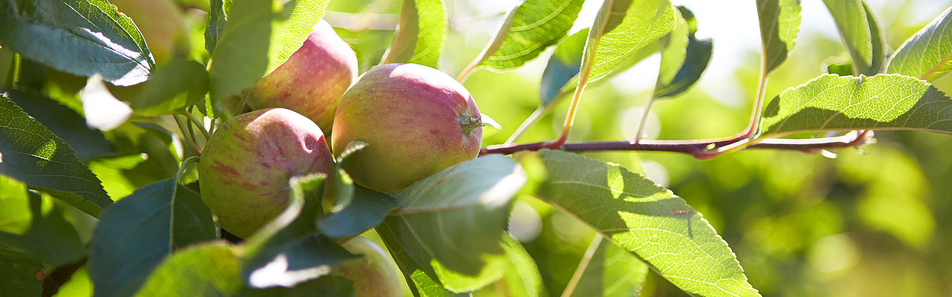 Äpfel am Baum