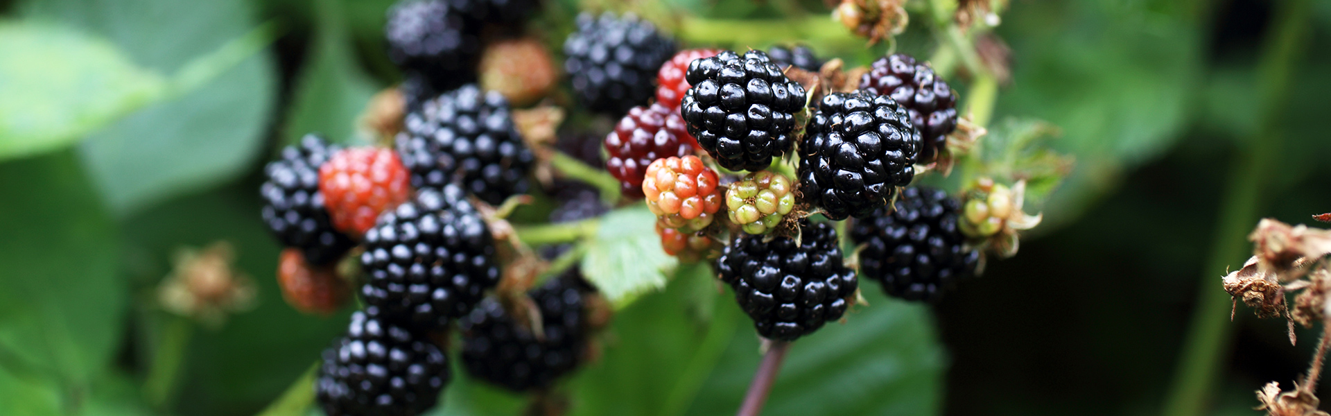 Brombeeren