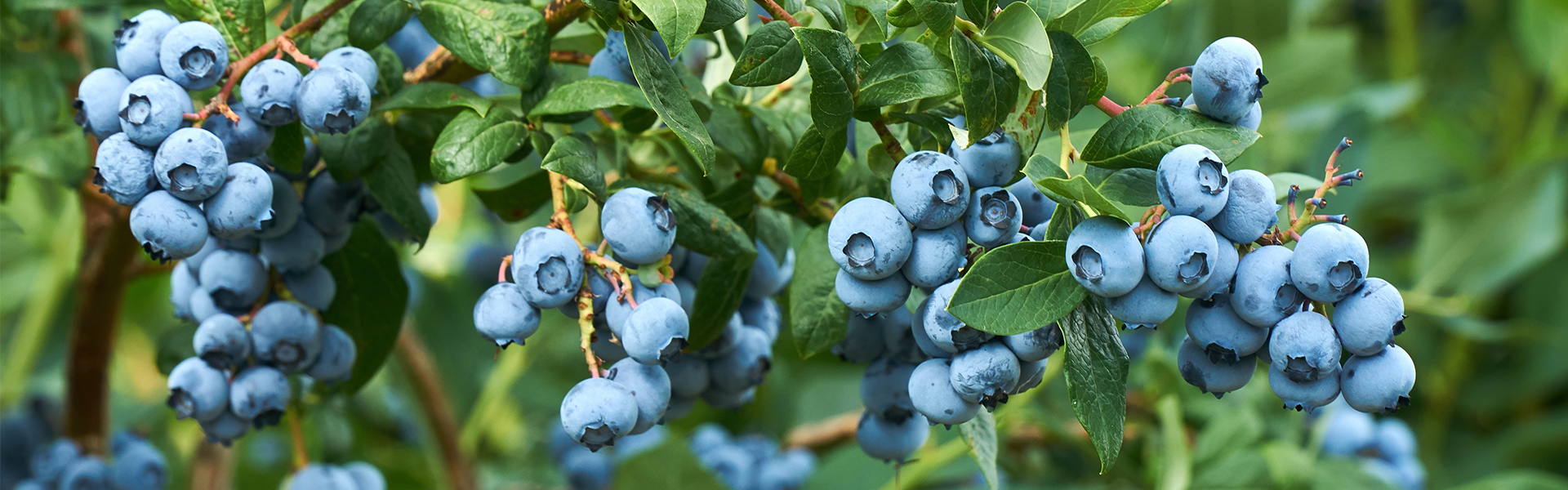 Heidelbeeren