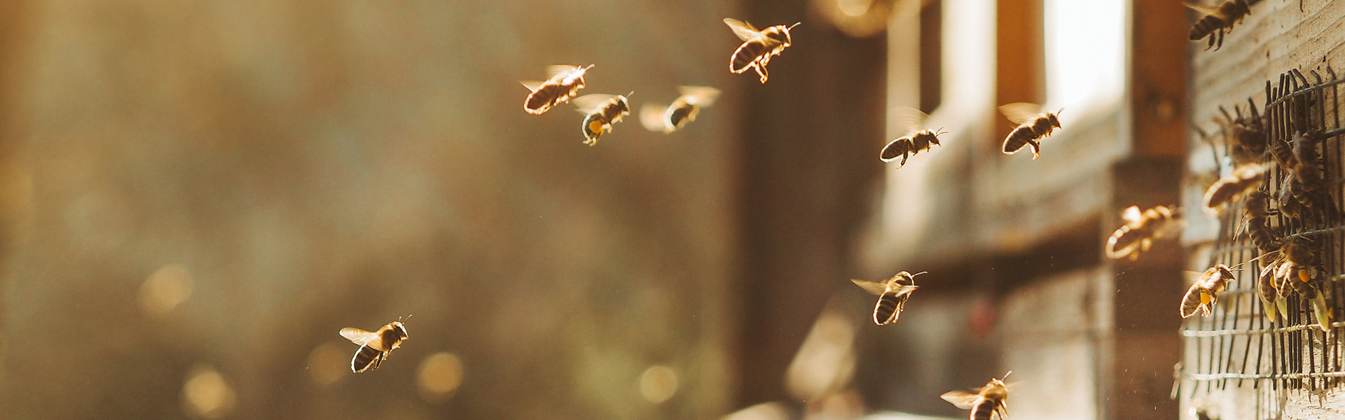 Bienen die Honig herstellen